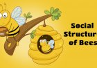What Are the Hierarchical Roles of Bees in Their Colonies?