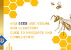 The Way Bees Navigate Through Space and Communicate with Each Other