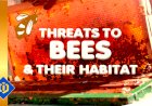 What Threats Are Facing Bees?