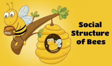 What Are the Hierarchical Roles of Bees in Their Colonies?