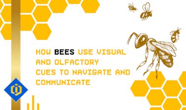 The Way Bees Navigate Through Space and Communicate with Each Other
