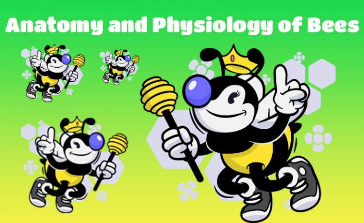 In-depth Analysis of Bees' Anatomy and Physiology