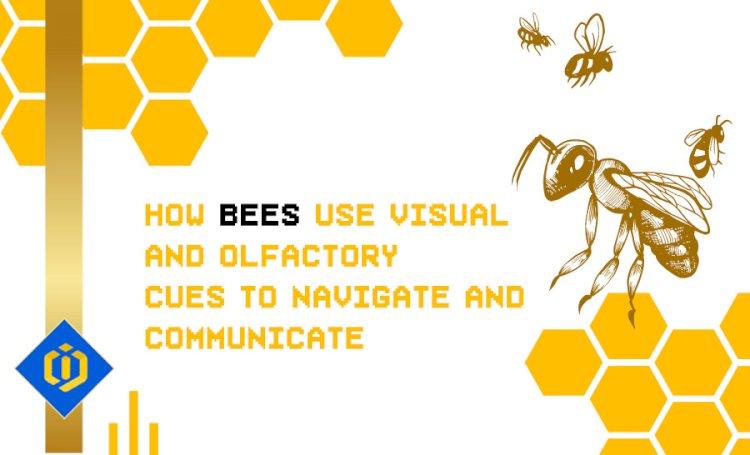 The Way Bees Navigate Through Space and Communicate with Each Other