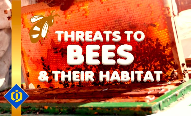 What Threats Are Facing Bees?