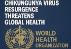 Urgent Warning: WHO Flags Chikungunya Virus Making a Strong Comeback